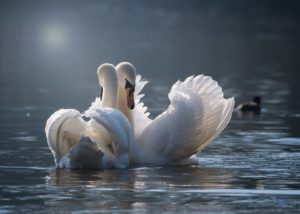 Swan pair